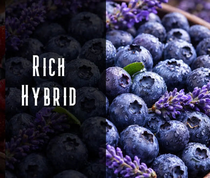 Blue Dream Terpene Blend Denver Terpenes Shop