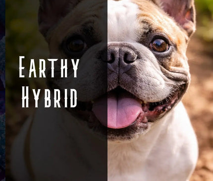 Chem Dog Terpene Blend Denver Terpenes Shop