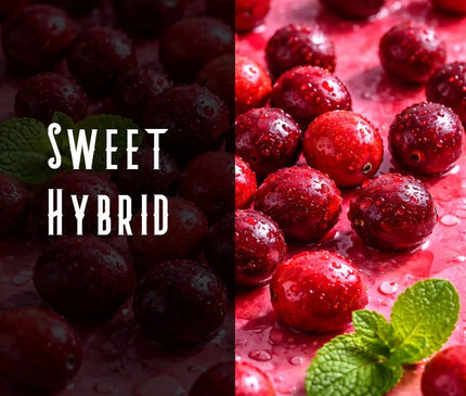 Cranberry Kush Terpene Blend Denver Terpenes Shop