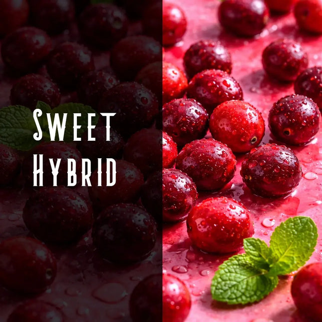 Cranberry Kush Terpene Blend Denver Terpenes Shop