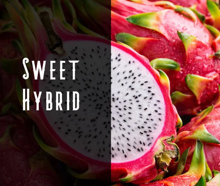 Dragon Berry Terpene Blend Denver Terpenes Shop