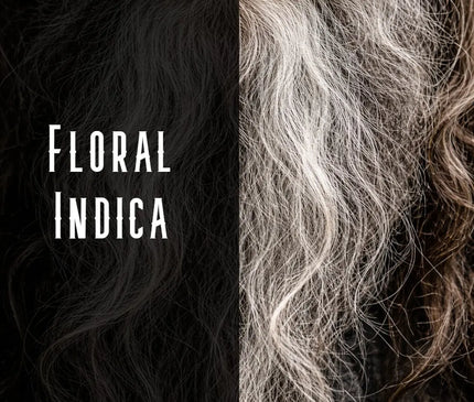 Granddaddy Purple Terpene Blend Denver Terpenes Shop