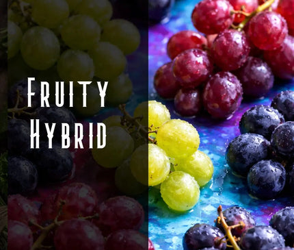 Grape Stomper Terpene Blend Denver Terpenes Shop