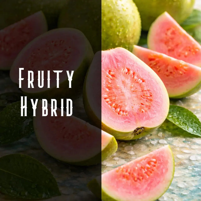 Guava Kush Terpene Blend Denver Terpenes Shop