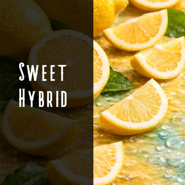 Lemon Haze Terpene Blend Denver Terpenes Shop