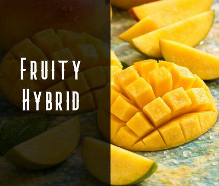 Mango Kush Terpene Blend Denver Terpenes Shop