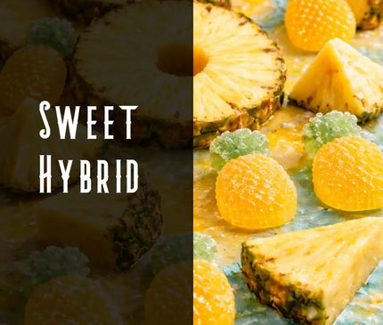 Pineapple Kush Terpene Blend Denver Terpenes Shop