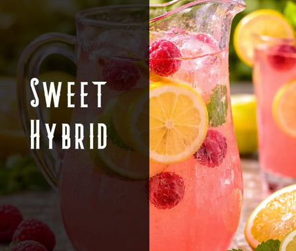 Pink Lemonade Terpene Blend Denver Terpenes Shop
