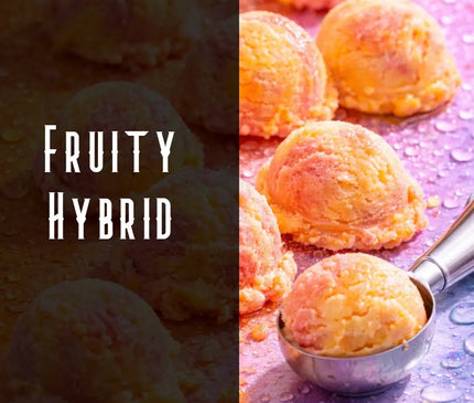 Sunset Sherbert Terpene Blend Denver Terpenes Shop
